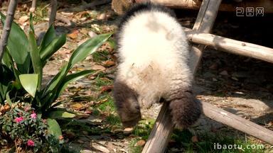 熊猫幼崽成都野生动物